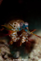 Mantis shrimp by Sharon English 